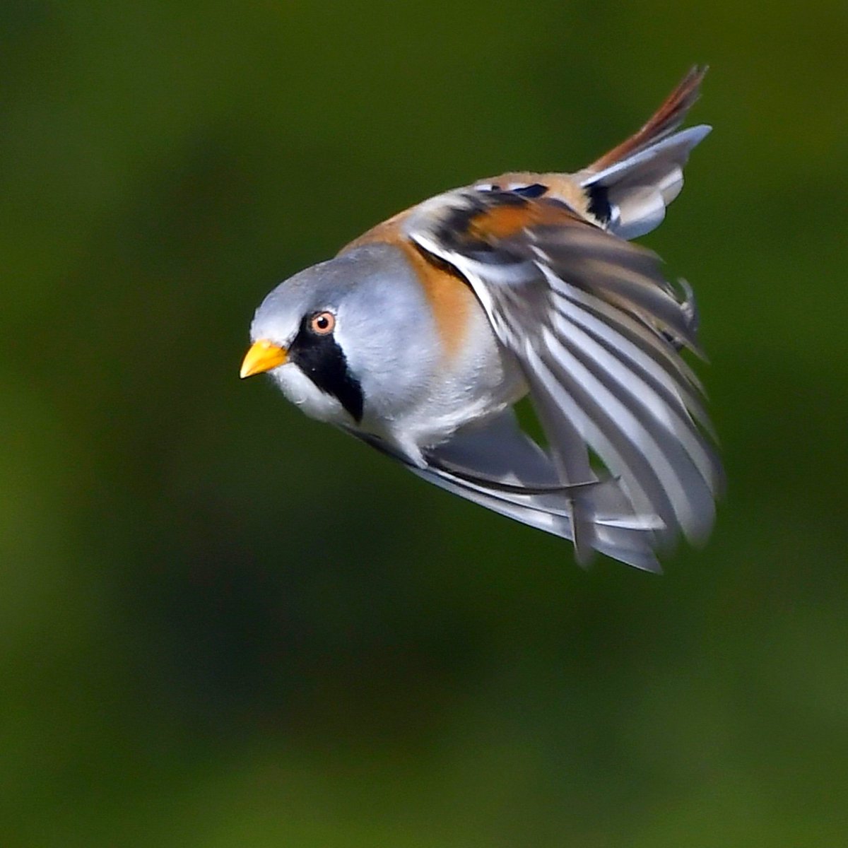 <a href="/nickyperry82/">Nick</a> Bearded Tit in flight. 😊 #FlyDay 🐦