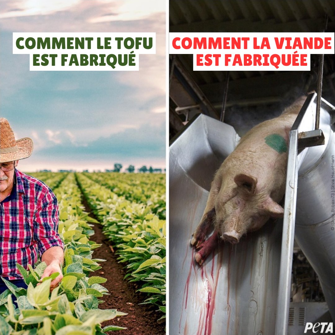 PETA_France tweet picture