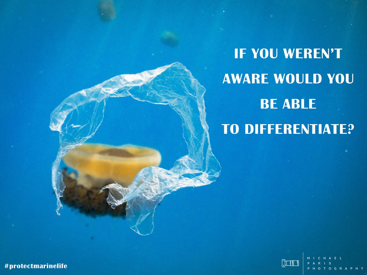 It's impossible to go for a swim without encountering plastic
#plasticpollution #marinelife