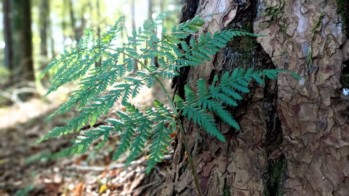 Und immer wieder Staunen ...🍃