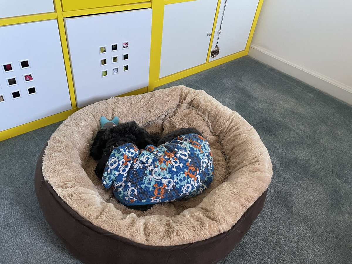 AVChrista's tweet photo. My assistant Phinneas is hard at work today. 😄🐶 
#dogsofav #avtweeps https://t.co/czHhAMzRc4