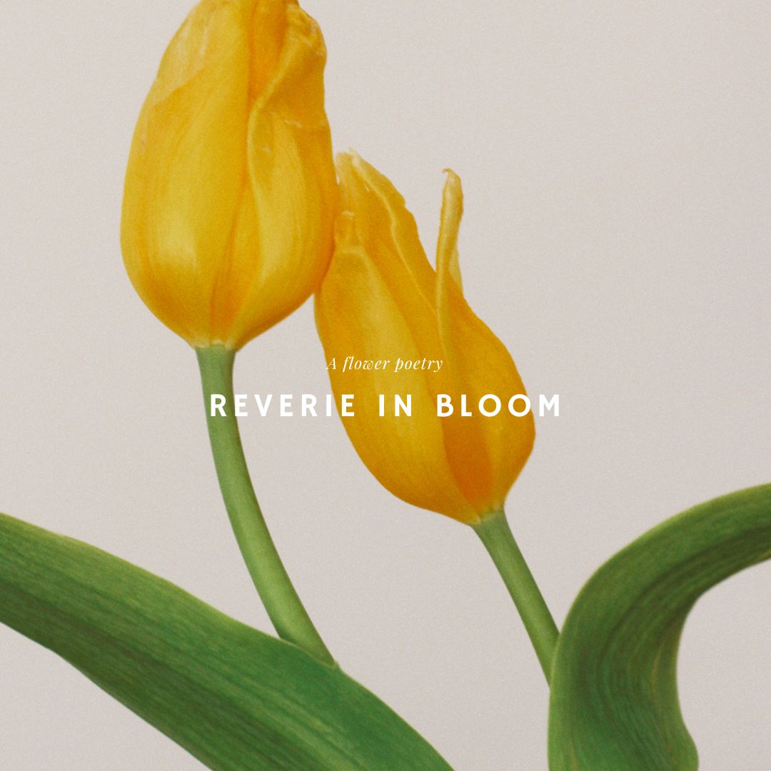 taimazz🌸 tweet media