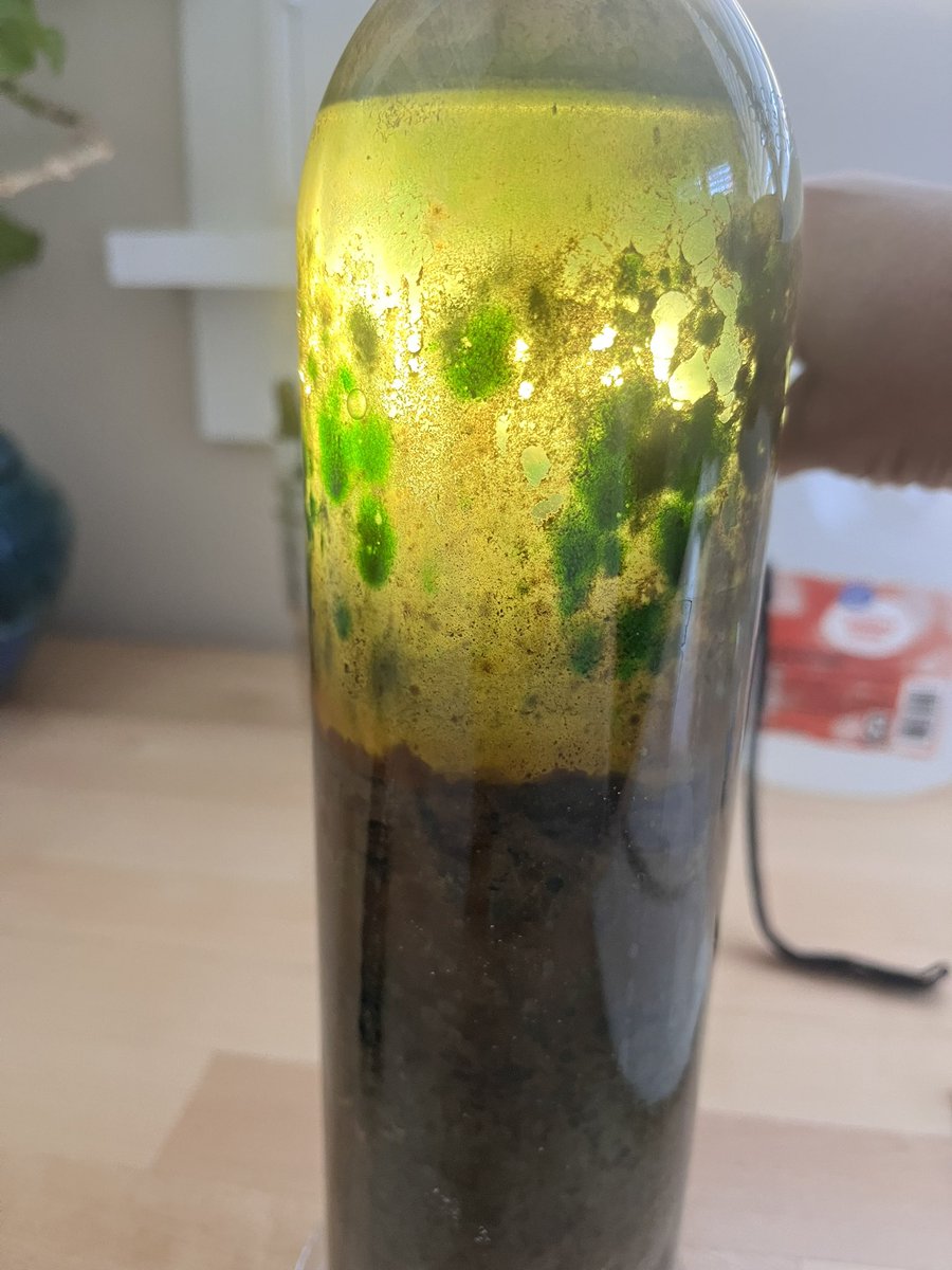 Winogradsky column progress.

This was started on 1/13/23.

Nine months in and the bands of colors are much more evident.

Thanks @joyfulmicrobe for the inspiration!

#bacteria #SoilMicrobes