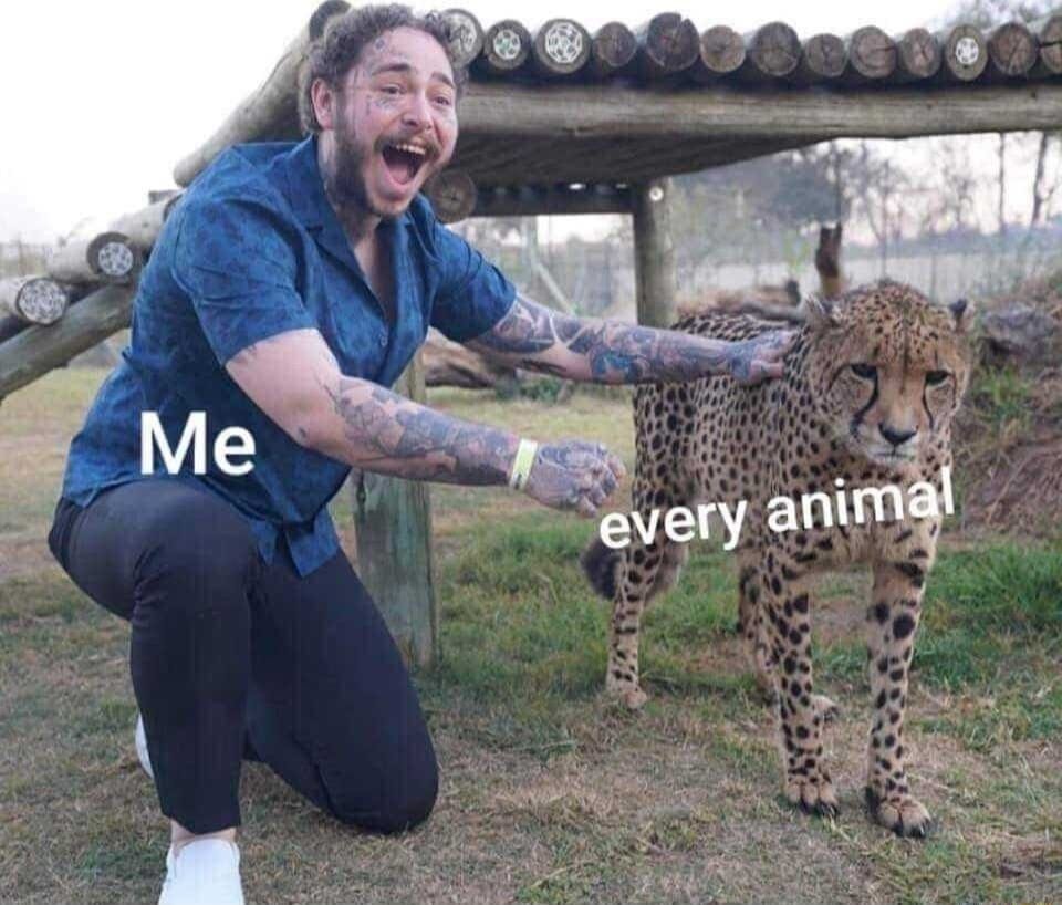 WholesomeMeme's tweet image. 