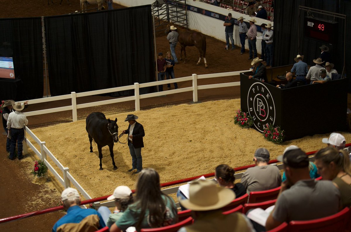 Waiting on the SEC, but keeping busy 👑

We had a fantastic time at Pink Buckle, a 5-day event with over $4 Million Dollars in payouts.

Built connections, watched our horses race, and even sold a few! We can't wait to share more. Stay tuned! 🚀