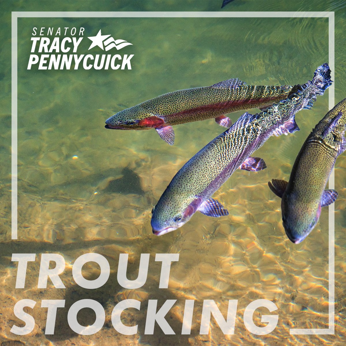 PA waterways are being restocked by @pafishandboat with 117,500 adult rainbow, brown and brook trout. 🎣

Find your local stocking schedule here: bit.ly/3F3Mcyo 

#SD24 #SenatorPennycuick #TroutStocking #pafishing