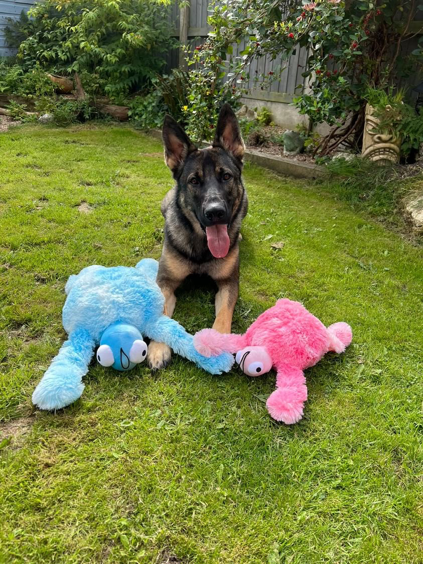 GorPets's tweet image. 🐾 Meet Skye, the ultimate adventure buddy! 🌊 She's having a blast with her Gor Reef Turtle. 🐢 How do your furry friends enjoy playtime? Share your stories below! 🐶😸 #GorPets #PetAdventures #PlaytimePals