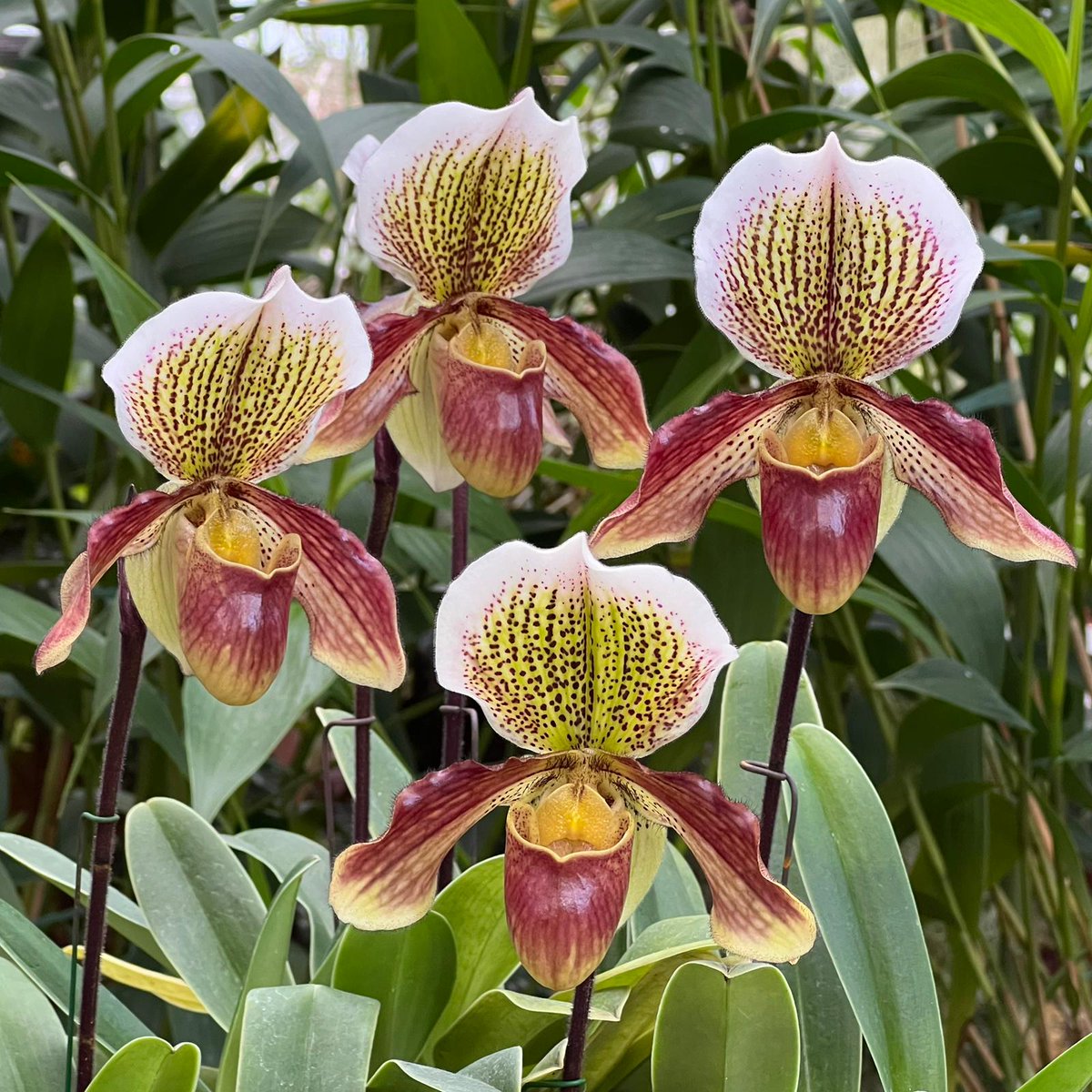 JardinLuco's tweet photo. 🌸 Les orchidées du #JardinDuLuxembourg 

👀 Aujourd'hui, zoom sur la "Paphiopedilum Mabel Sanders" 

C'est une orchidée emblématique de la collection du Jardin, créée en 1919 par le jardinier Octave Opoix. 

Le Jardin possède toujours les plantes d’origine, ce qui fait de ces orchidées les plus anciennes de la collection. 

Un timbre représentant le sabot de Vénus "Mabel Sanders a d'ailleurs été édité en 2005. 

🔙 La collection des serres du #JardinLuco rassemble aujourd'hui plus de 10 000 pots appartenant à 150 genres, soit plus de 1 350 cultivars, hybrides et espèces d’orchidées tropicales différentes.