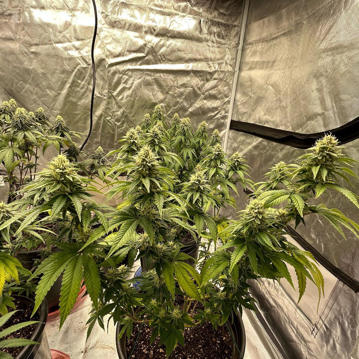 hyphotonflux's tweet photo. Planting sharing from @autofirefarmer
Strain: Vanilla Crème Pie, Hella Jelly, Sticky Glue, and Lemon Grads
Light: Under #HPF4000
#inhousegenetics #inhousearmy #lemonkush #hellajelly #gg4 #hyphotonflux #rootsorganic #acinfinity #realgrowersrecharge #growyourown #homegrown https://t.co/0tGOxoZqEg