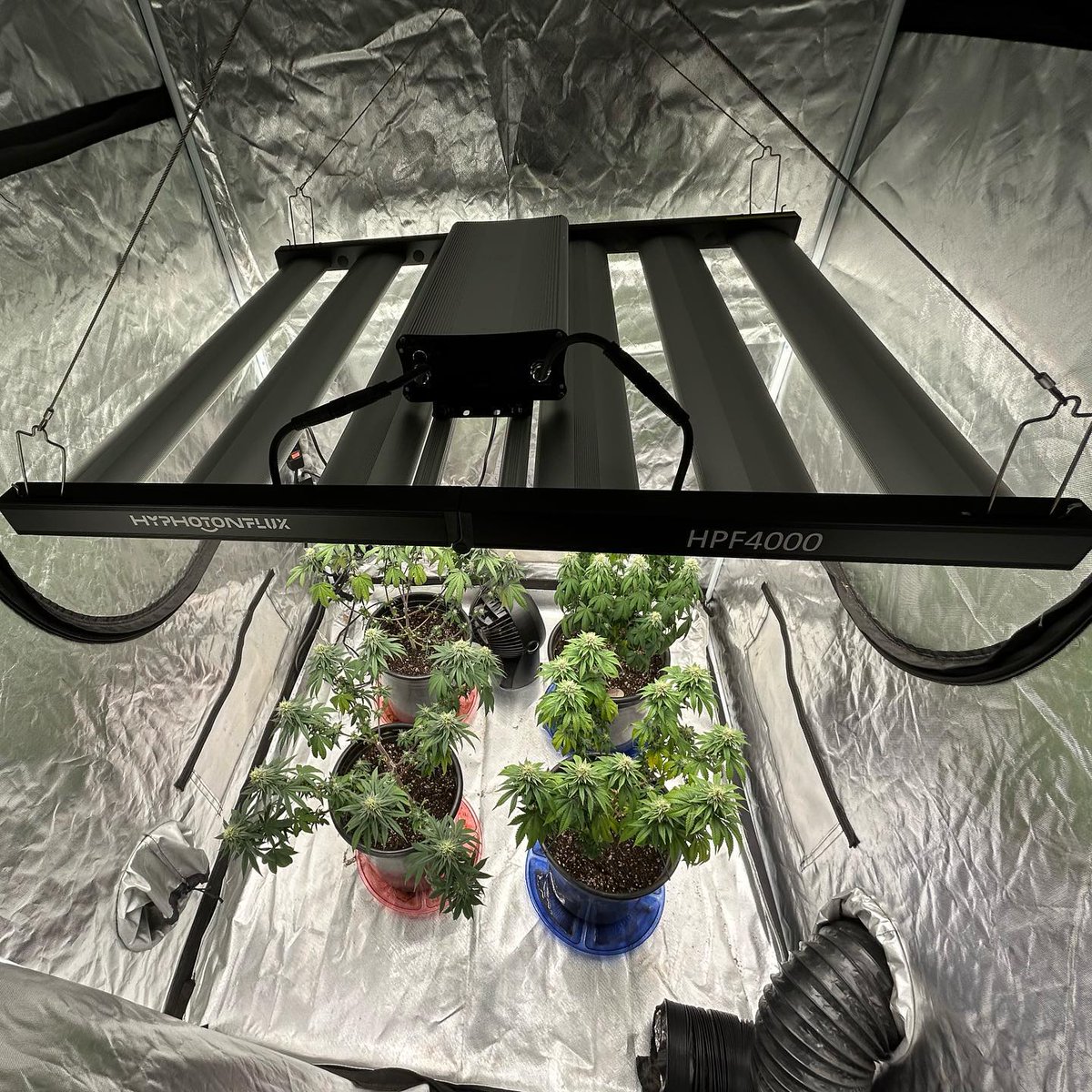 hyphotonflux's tweet photo. Planting sharing from @autofirefarmer
Strain: Vanilla Crème Pie, Hella Jelly, Sticky Glue, and Lemon Grads
Light: Under #HPF4000
#inhousegenetics #inhousearmy #lemonkush #hellajelly #gg4 #hyphotonflux #rootsorganic #acinfinity #realgrowersrecharge #growyourown #homegrown https://t.co/0tGOxoZqEg