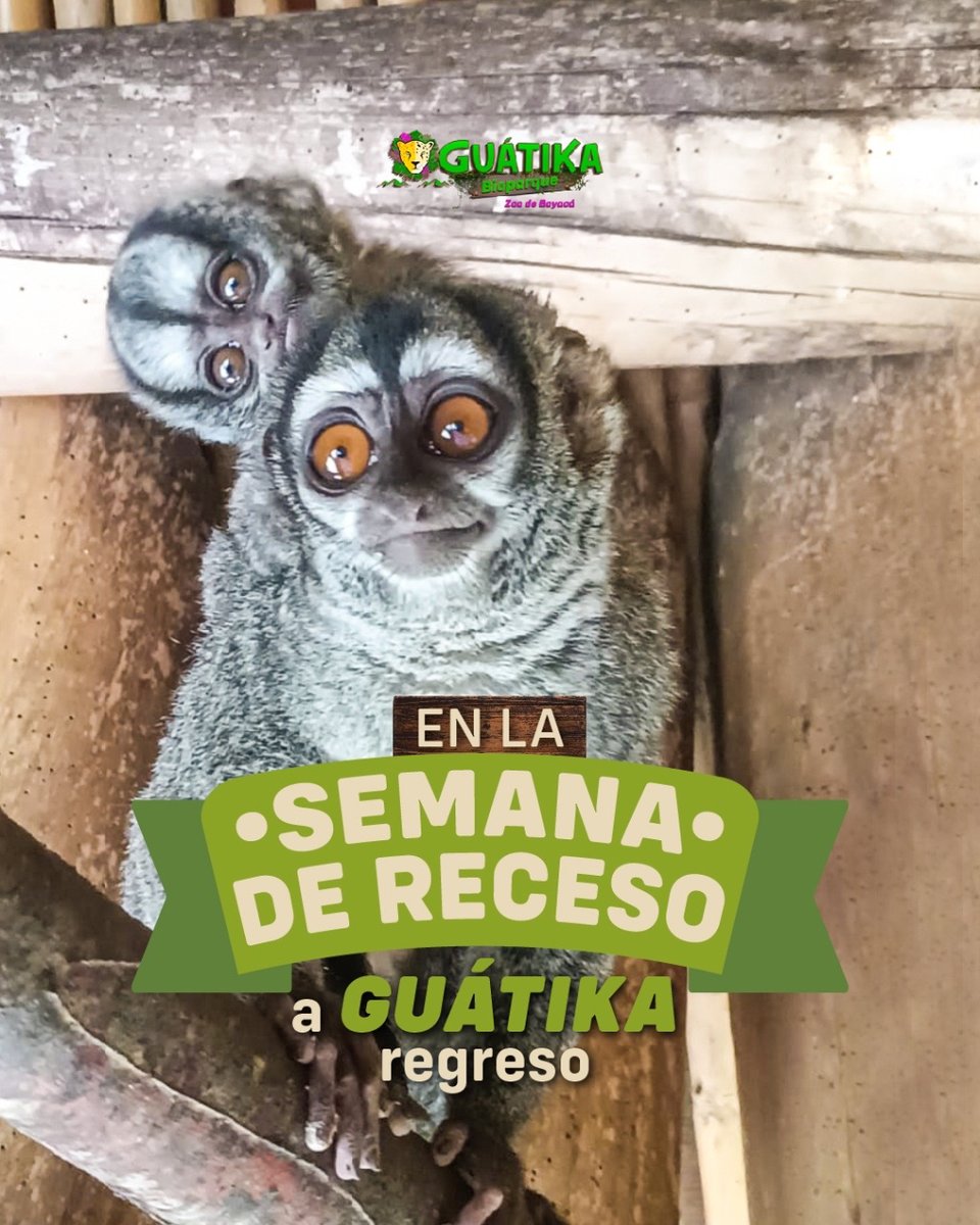 GuatikaFA's tweet photo. En esta semana de receso no puedes dejar de visitarnos. Abrimos todos los días, incluyendo el lunes festivo, desde las 9 a.m. hasta las 4 p.m.
·
¡Te esperamos!
🌐 https://t.co/ctkcygQIT2
☎️ 318 572 0136
.
#bioparque #animales #atracciones #naturaleza #Tibasosa #Boyacá https://t.co/fhiP0Useqt
