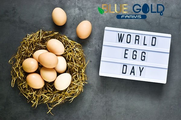 World Egg Day is significant since eggs are not only an excellent source of high-quality protein, essential vitamins and minerals but also make an important part of a balanced diet, are a readily available and affordable source of nutrition that contributes to food security.