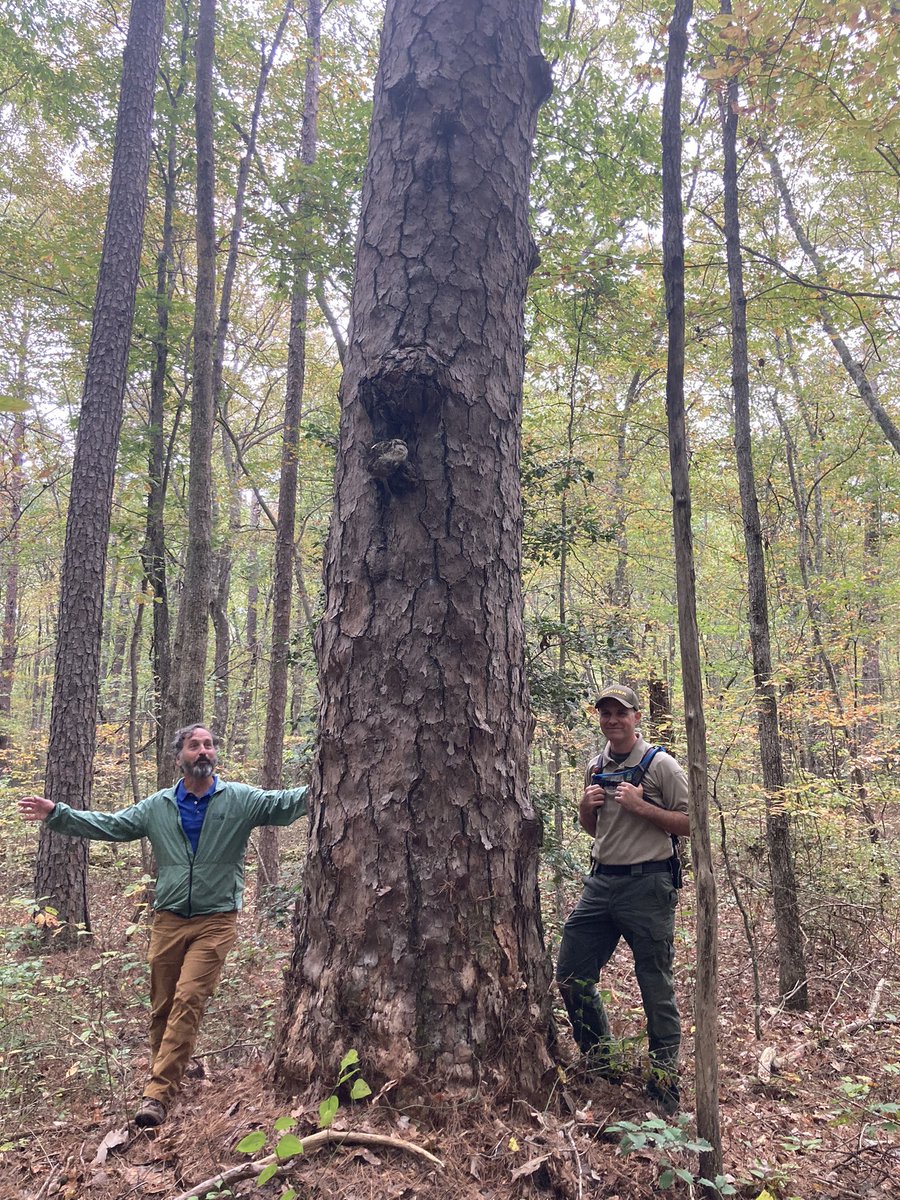 Amazing time with colleagues strolling through an old growth shortleaf pine stand. My friend in uniform located and registered this TN state champion. @SLPInitiative @segrasslands @naturalareas