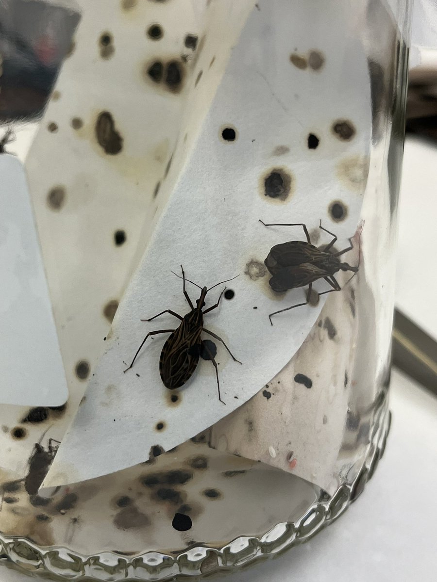 DagnallLab's tweet image. Rhodnius prolixus dissections in the Dagnall Lab this morning! Big thanks to Raquel Goncalves, @MondragonShem  and Zach for leading the way! Check out those red salivary glands! @LSTMnews #entomology #rhodnius #chagas