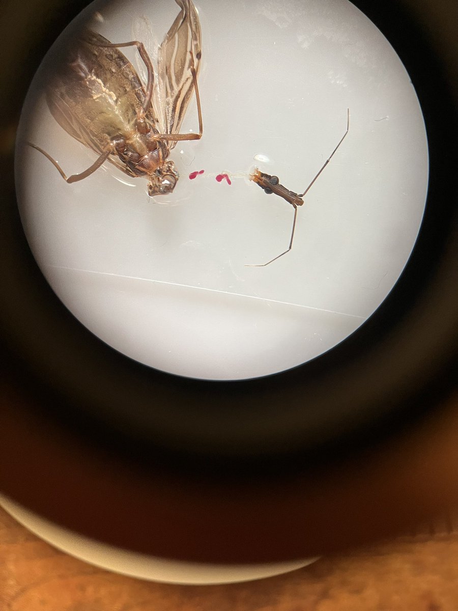 DagnallLab's tweet image. Rhodnius prolixus dissections in the Dagnall Lab this morning! Big thanks to Raquel Goncalves, @MondragonShem  and Zach for leading the way! Check out those red salivary glands! @LSTMnews #entomology #rhodnius #chagas