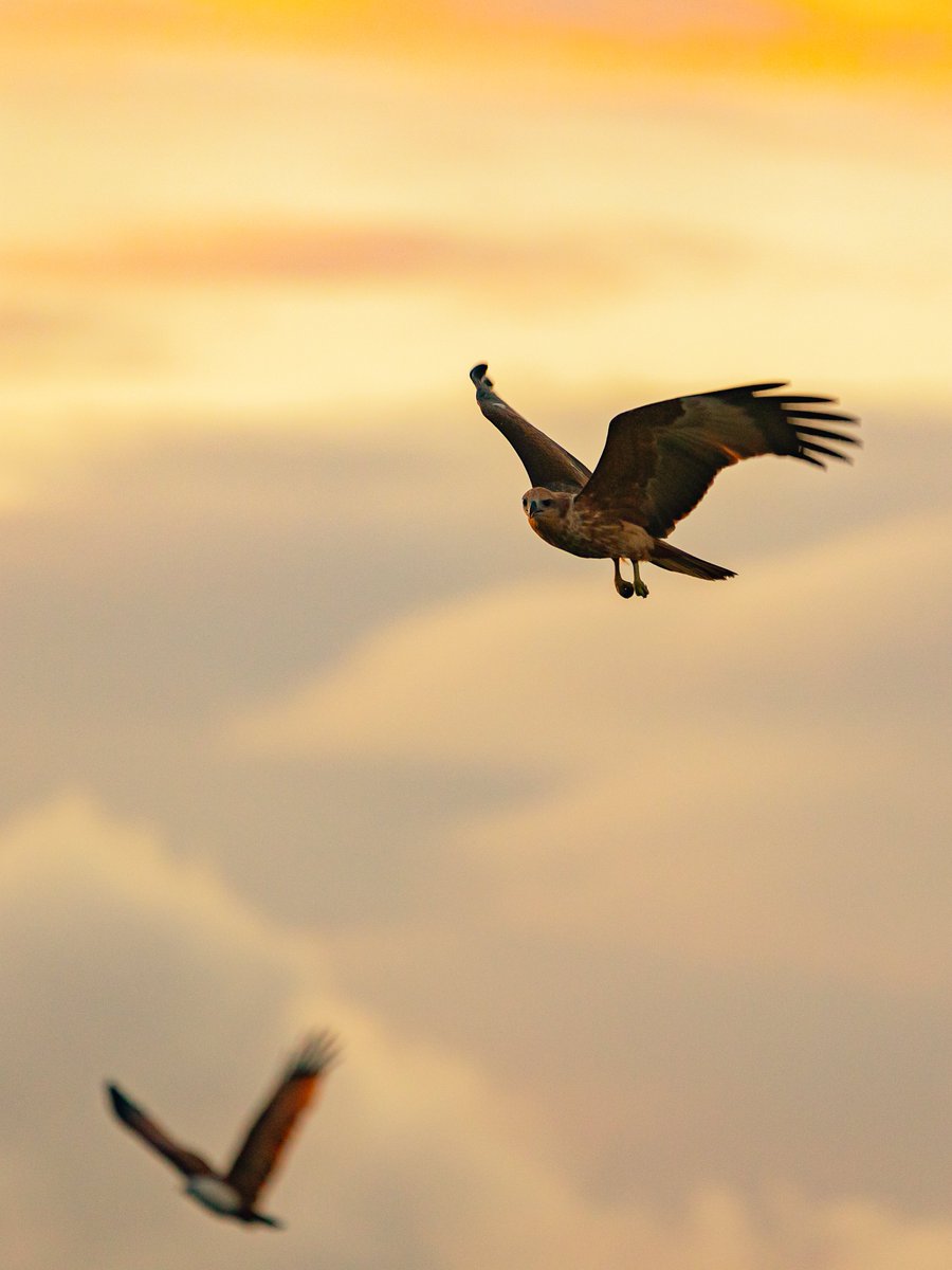 𝙰𝚙𝚎𝚡 𝙿𝚛𝚎𝚍𝚊𝚝𝚘𝚛

#Photography #canon #wildlife #brahminykite #birdphotography #betteronvero #vero #nature #marivelesbataan #naturephotography #wildlifephotography #naturelovers #Natureza #naturaleza #natura #picoftheday #canonphotography #photowalk #friday #outdoors