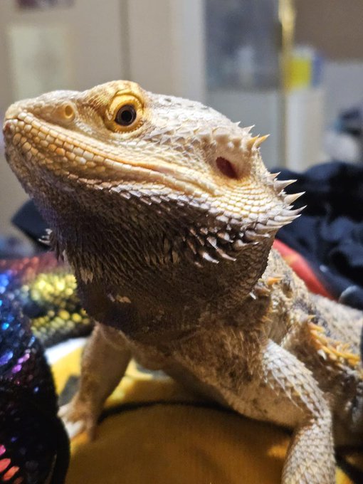 The judgement....bro you bobed at me with your lil hypercolored beard....don't you try and flex on me