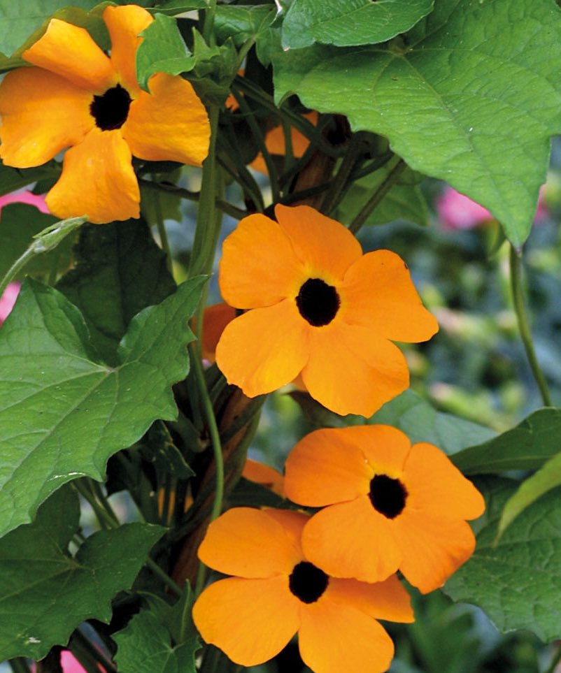oswaldoaves's tweet photo. #UnErrorEs sembrar y dispersar esta planta: Ojo de poeta (Thunbergia alata)
Planta invasora procedente de Africa. Su rápido crecimiento en el bosque, cubre a las plantas nativas limitando la producción de flores y por ende limitando la polinización y regeneración del bosque https://t.co/rbUdYhfvd3