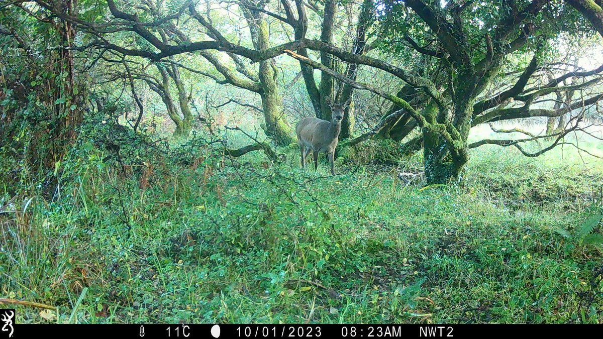 David_Smyth_eco's tweet photo. Starting to get some  images back from camera traps set in Galway as part of the Snapshot Europe project!

Cameras set by @NativeWoodTrust  @ShrewGod @SammyHareBall @Rachel_C_H @preachanatuarla 

Camera Traps funded by NPWS Small Recorder Grant

#LoveIrishResearch https://t.co/Cpas1XSH08