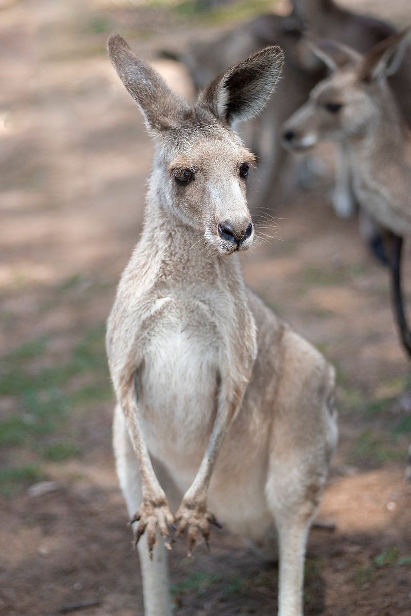 DyvaxHub's tweet photo. ✨✨🎯We are officially welcoming #Australia to the database of countries we will be working with.🌏🐨🦘✨
#visa #workinaustalia #studyinaustralia #liveinaustralia #travel #liveinaustralia #InternationalStudent #kangaroos #aussie #studyvisa https://t.co/l8sLYSWwzp