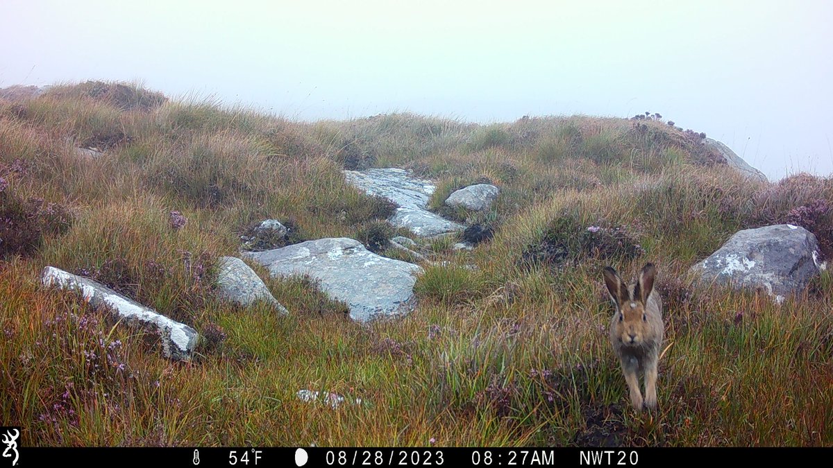 Starting to get some images back from camera traps set in Galway as part of the Snapshot Europe project! Cameras set by @NativeWoodTrust @ShrewGod @SammyHareBall @Rachel_C_H @preachanatuarla Camera Traps funded by NPWS Small Recorder Grant #LoveIrishResearch