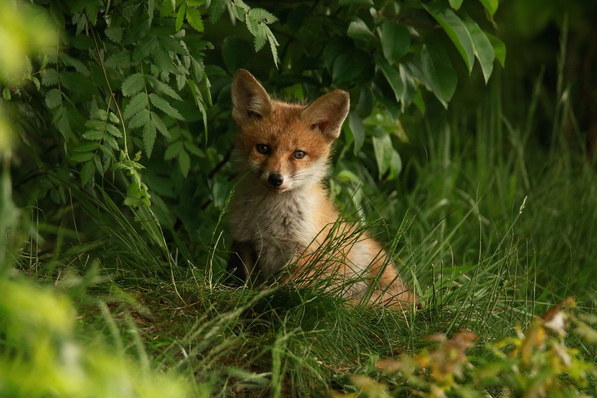 🌳🦊🦇It's #NationalMammalWeek, and we're celebrating the incredible mammals that call #theNationalForest home! From the elusive bank vole to the majestic roe deer, the cunning fox, and the intriguing world of bats, not to mention the adorable hazel dormouse @NTCalkeAbbey.