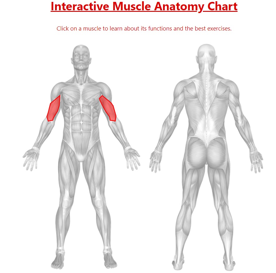 AlexAllen247's tweet image. Choose the muscle -&amp;gt; Watch the exercise -&amp;gt; Work the muscle.  

Find out more here: bulletpointfitness.com 

#BulletPointFitness #TrainSmart #MuscleFunction #EfficientExercises