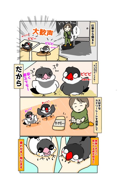 疲れも吹っ飛ばず文鳥ズ🐥 ドタバタ文鳥日記 さんのマンガ ツイコミ(仮)