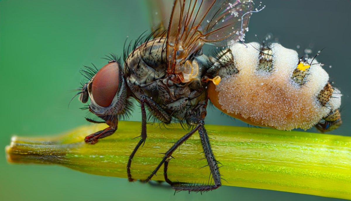 Happy #FlyFriday! Well, not so happy for this little fly, which has succumbed to a pathogenic fungus. Well worth reading up on:
en.wikipedia.org/wiki/Entomopht…