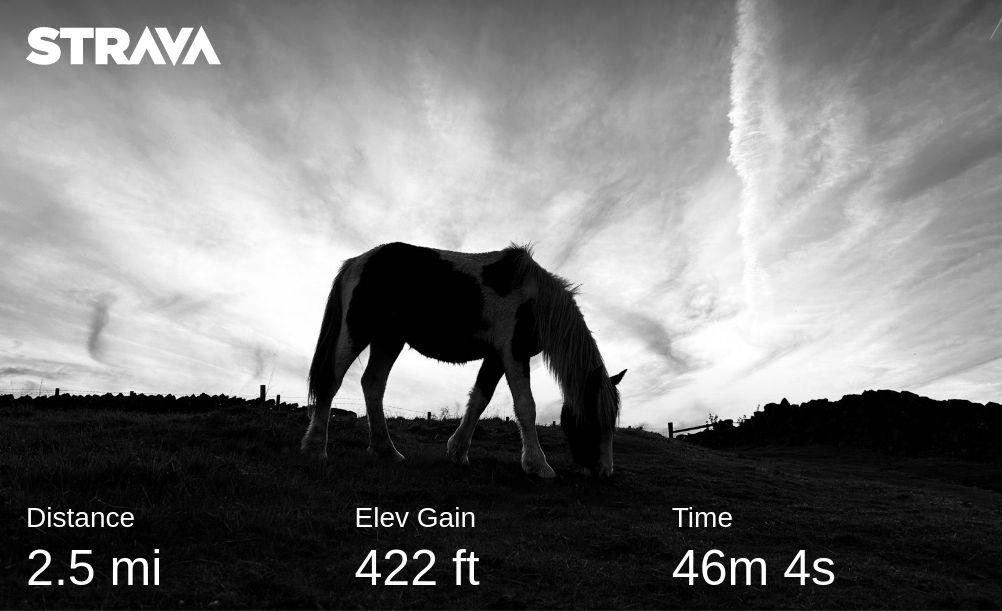 andyb066's tweet photo. Running rest day but keeping the @BipolarUK #poletopolechallenge #muddymilesformegs miles ticking over with a dog walk this morning. Dark grey and miserable this morning so photo from last nights beastie boy outing. @runningpunks #runningpunks #runningpunk #walkingpunk https://t.co/aSgu7k64ad