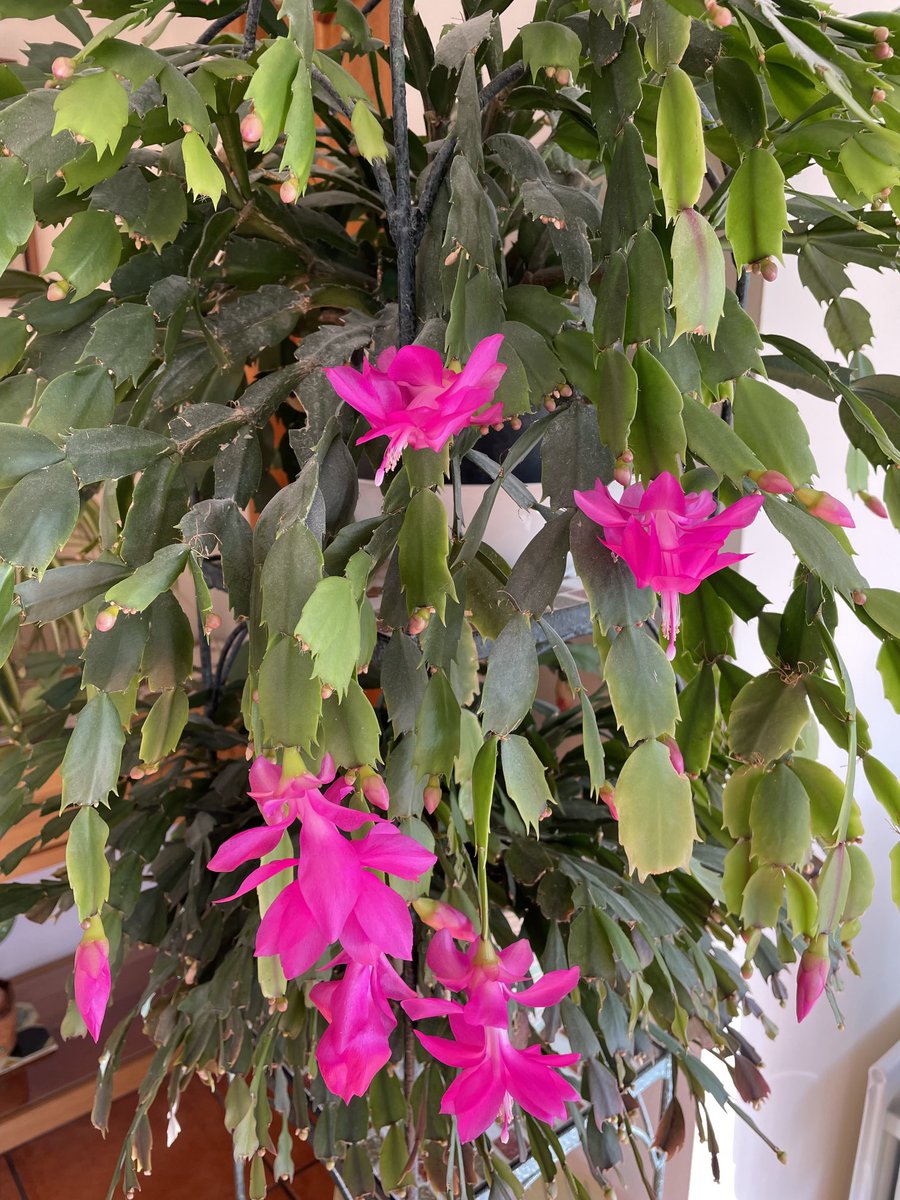 ProfMPatterson's tweet image. My Christmas cactus is blooming a tad early