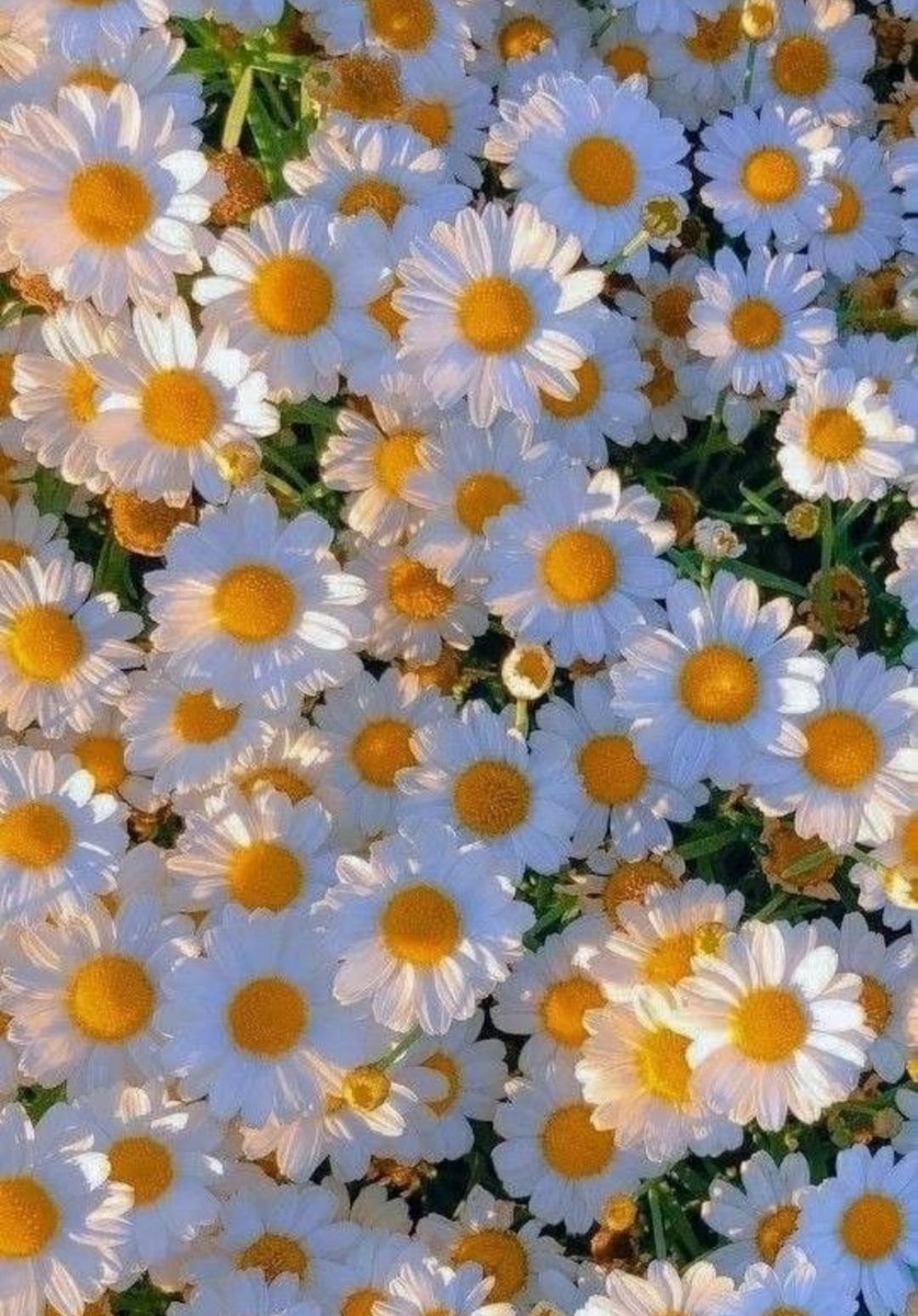 أدام الله الفرح على قلوب الذين نحبّه
 نحن نتشارك الفرح معهم برؤيته 
 الفرح في قلوبهم
 ان القلب يفيض حب بفرحهم 
أدام الله عليهم 🌿