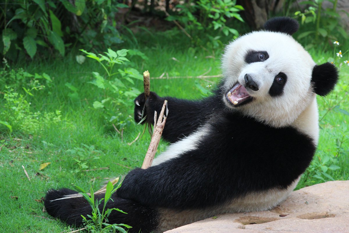 [ARTICLE] (Very) Soft Power: Twelve Years of the Edinburgh Pandas
See them while you still can: this December, Edinburgh Zoo’s beloved giant pandas Tian Tian and Yang Guang will be returning to China. 

Full Article:
asiascot.com/op-eds/edinbur…