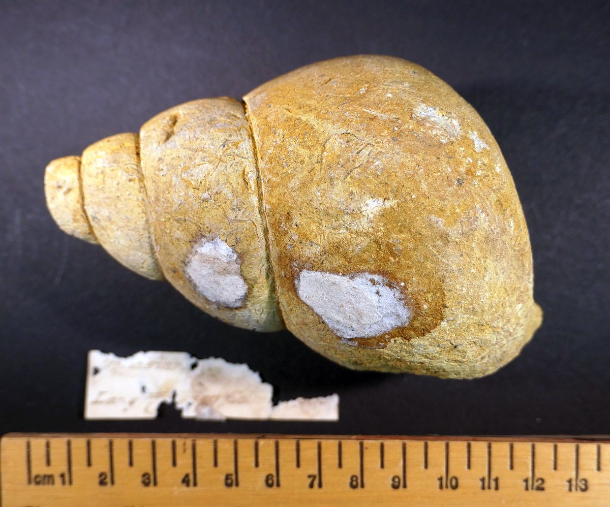 AnnieBrassey's tweet photo. F303 #fossil #snail, Phasianella striata, Inferior #Oolite, #Cheltenham #Gloucestershire. No.378 in my 1878 Normanhurst Court, #Sussex #museum catalogue. Remains of paper label. #Brassey #Victorian #History #1870s #collections #FossilFriday #fossils #gastropod #gastropods #snails https://t.co/1Zqi3WX8rc