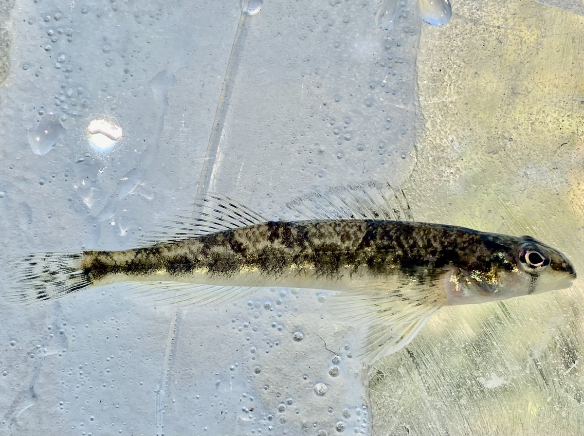 Fish Friday: The Saddleback Darter (Percina vigil) is a species with a disjunct distribution across the south-central U.S. They can be found in lowland creeks/rivers consisting of various substrates. This individual was observed in the Saline River (Ouachita system) of Arkansas.