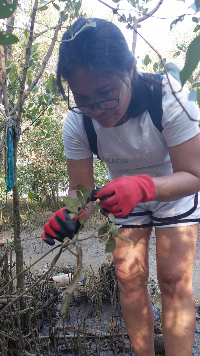 ElmaColiao's tweet photo. Mangrove clean up 
Click our beach collective post here:
https://t.co/h59EeP8ZTN https://t.co/WvPGkPdowN