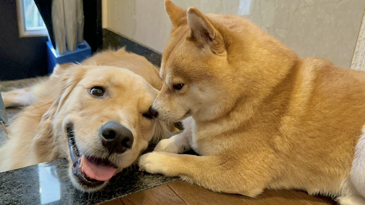 豆柴うに&ゴールデンレトリバーおから tweet media
