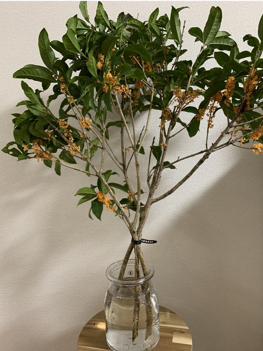 金木犀(2年前) 
2/2 