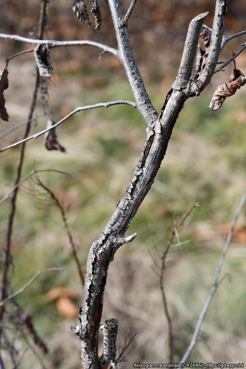 EPPOnews's tweet photo. The EPPO datasheet on Anisogramma anomala has been revised: https://t.co/ftYXlHLdHA.
This fungus causes blight of hazel in USA and Canada and is a A1 pest for EPPO
Thanks to Thomas Molnar @RutgersU for the revision and photos
#planthhealth https://t.co/N8HY1cEGIZ