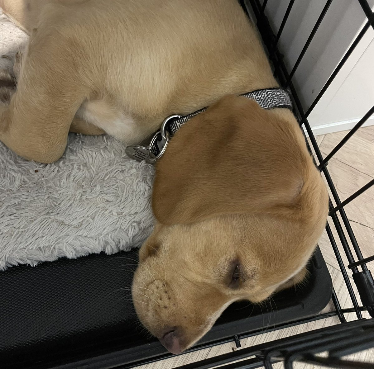 When you know you need to focus and talk for an hour online and your 12 week old puppy decides to take a nap! 💤 

Your timing today Frank, was perfect 👏🏻