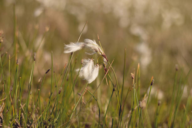 🌱Curious about recent developments to the EU Nature Restoration Law? 🇪🇺Interested in Trilogues between the European Parliament, Commission and Council? 🌺Want to know how you can make a difference? Read our latest informational article HERE 👉waterlands.eu/news-and-event…