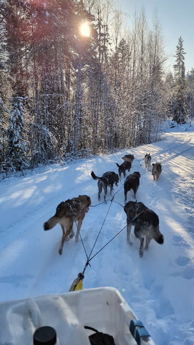 Perfect training day 🥰. #zweden #sweden #lapland #winter #winterwonderland #snow #huskies #alaskanhuskies #huskiesoftwitter #huskyguide #happydogs #happyguide #sledding #dogsledding #happiness #outdoorlife #explorethenorth