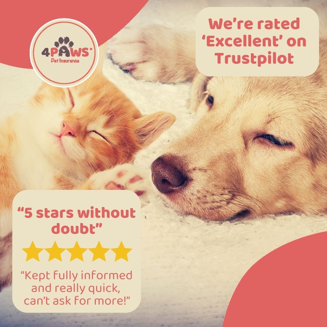 ⭐⭐⭐⭐⭐ Take a look on #Trustpilot to see what some of our #happycustomers say about us! Interested in finding out more about #4Paws #PetInsurance? Visit our website and you can have a quote generated for your #dog, #cat or #rabbit in minutes! 4paws.co.uk 🐾🐾