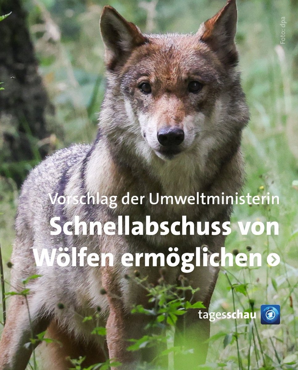 Wo ist das #Gruenen bashing hier? Der Wolf tötete im vergangenen Jahr 0,3% der gehalten Schafe in Deutschland.