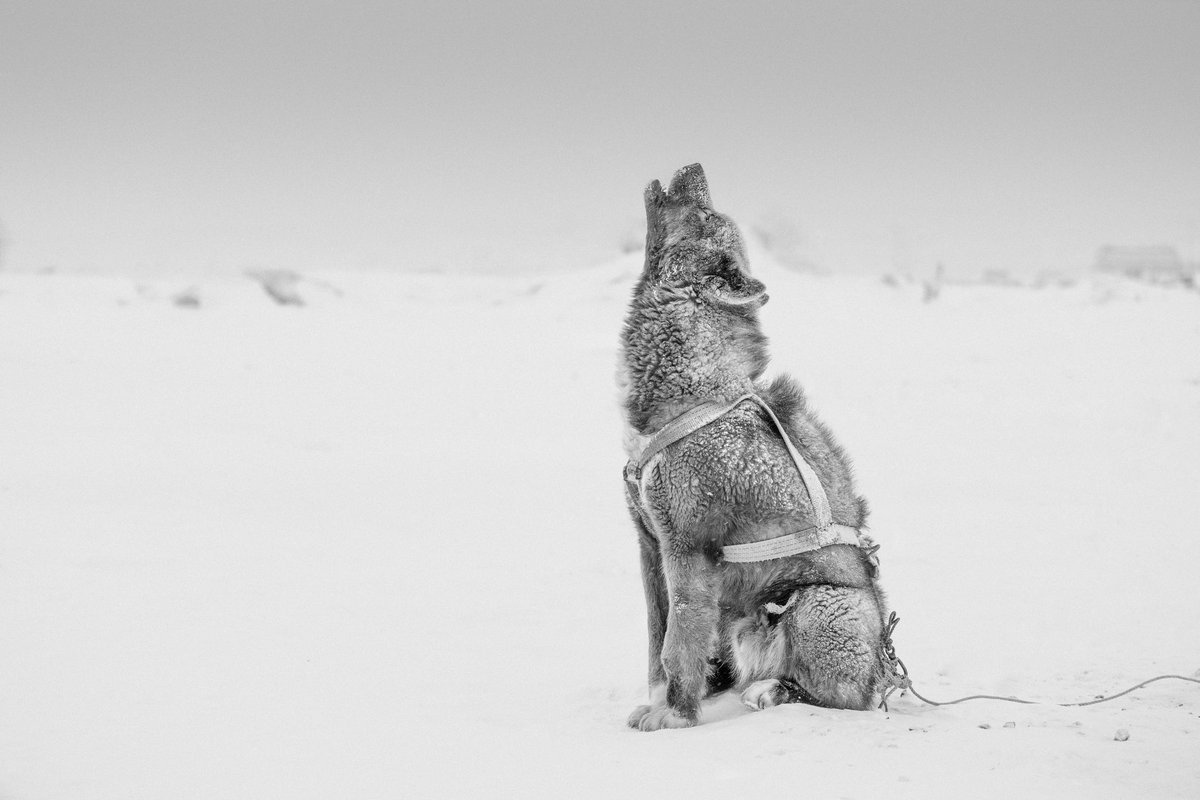 Arctic hero