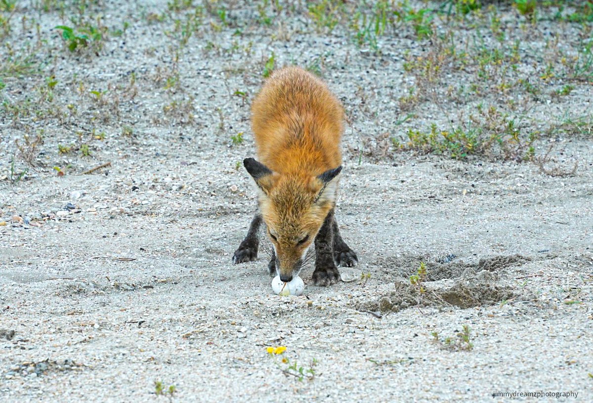 Having a nutritional breakfast is important! 10/13/23
#FridayThe13th @AndrewWMBF @sykesjeff @EdPiotrowski @LCWxDave @bernabephoto @WildlifeSarcasm @BradBlakley3 @GardenCitySC @USATODAY @CBSNews @natgeowild @USFWS @BetoReitenbach @debanjana05 @ScentsyJules