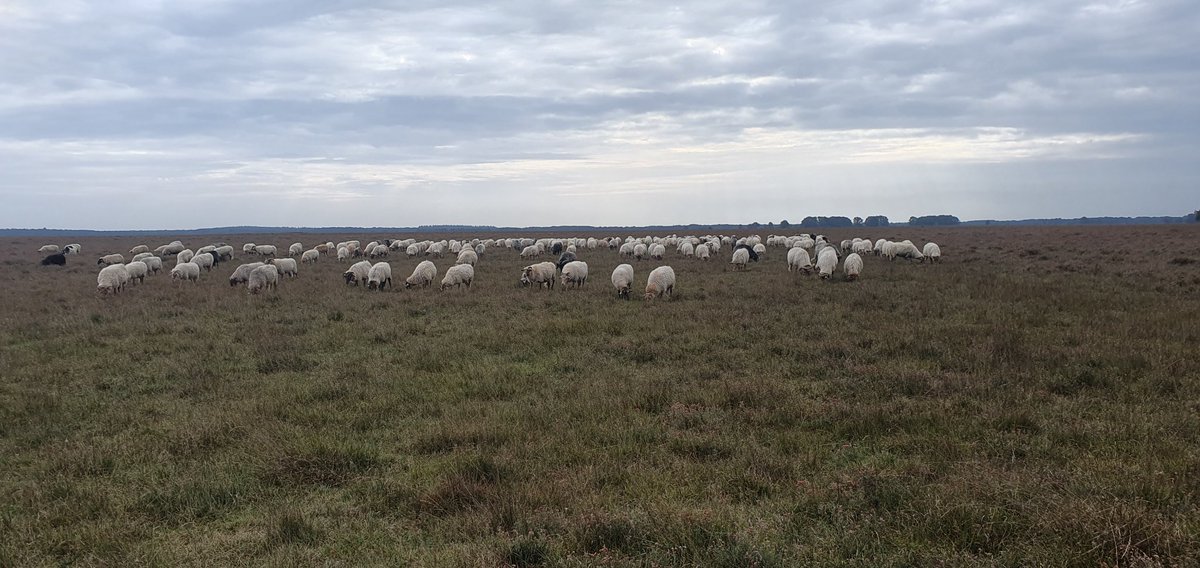 FritsvanLaar's tweet photo. Met z'n allen op de #plagstrook, waar met name #Dophei, maar ook #Struikhei, zich goed ontwikkelen.
#Dwingelderveld #AchtertZaand https://t.co/WLGucr2PiG