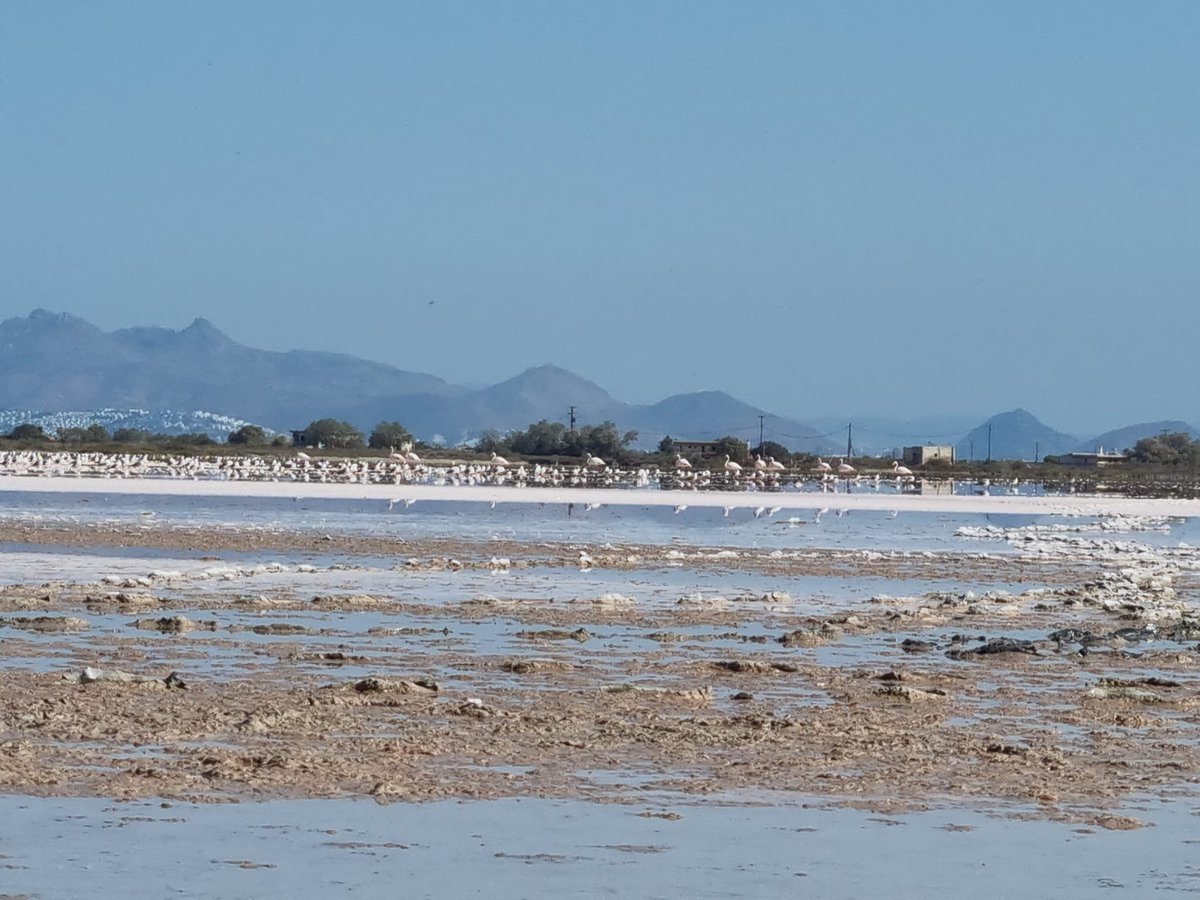 When you go on a 🦩hunt and find them on the salt lake