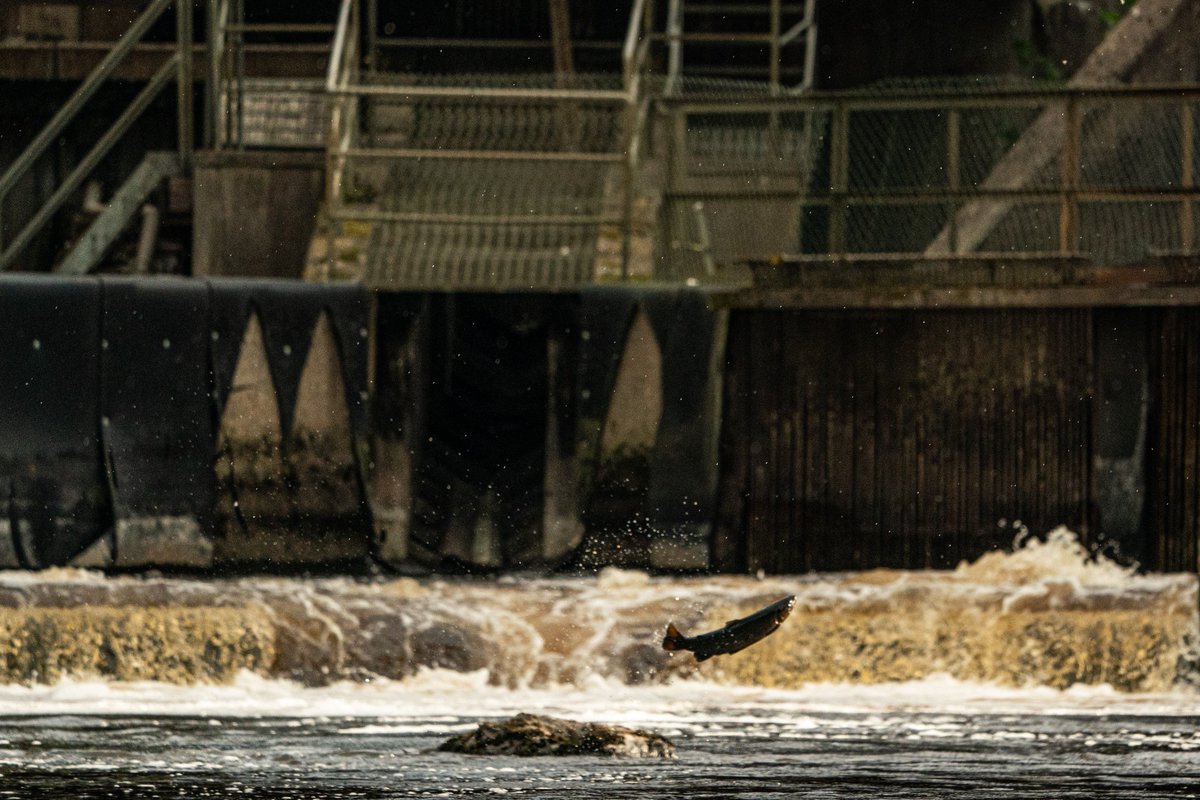 Dam... 

End of the line for this salmon. Nice to have the camera out yesterday.