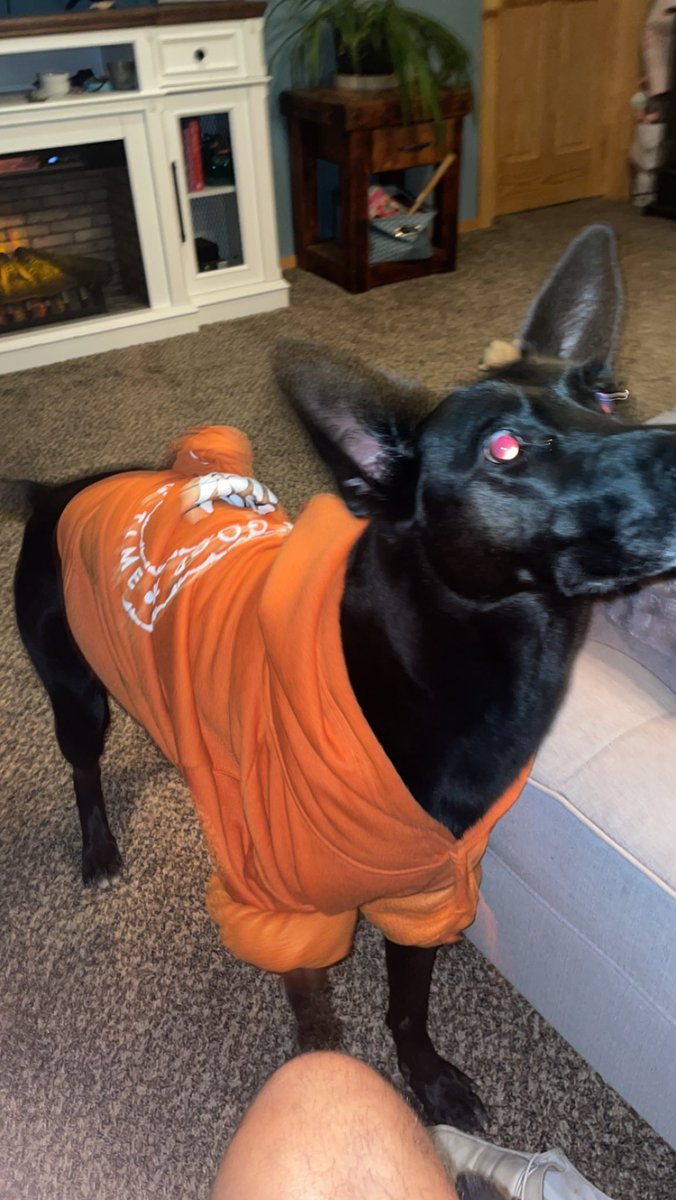 WBerrien's tweet photo. I was cold so I figured my girl might be to so she stole my hoodie . Sage is my favorite https://t.co/PjzxkMJkUf